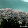 明日香の老桜