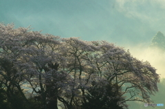 明日香の老桜