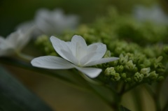 白紫陽花、花言葉「寛容」