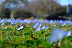 公園に咲く花