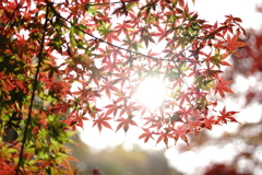 紅葉⑤