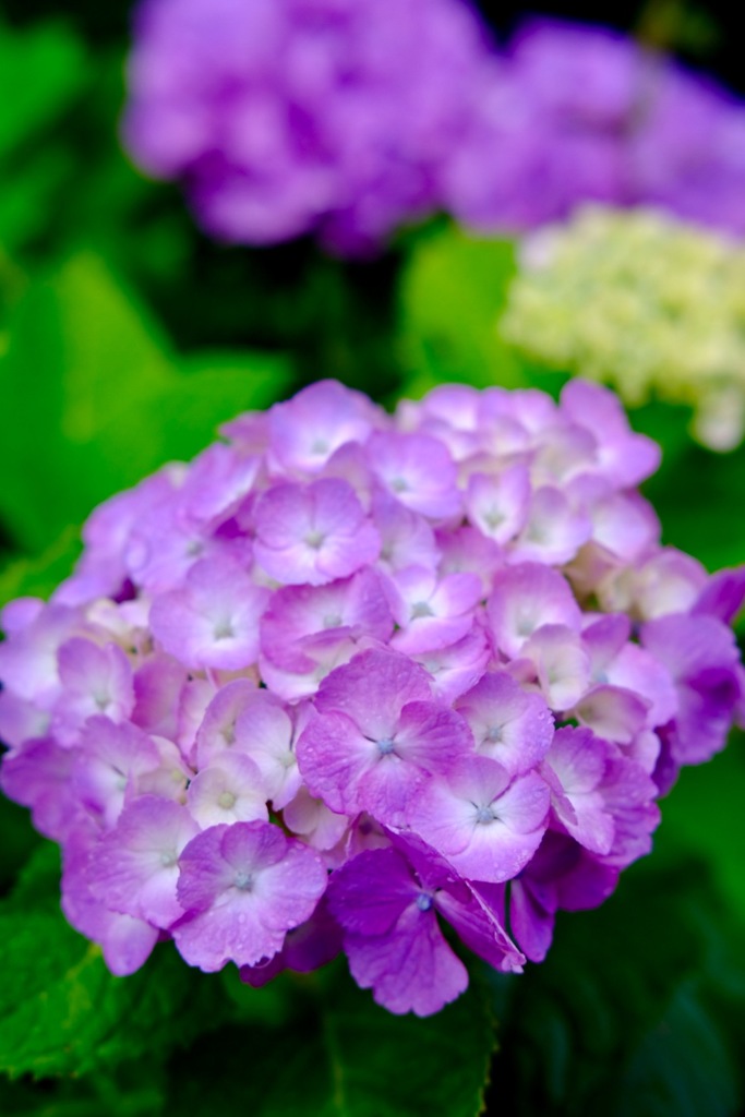 紫陽花
