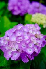 紫陽花
