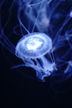 江ノ島水族館に行ってきました
