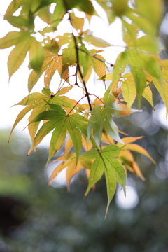 紅葉はまだまだ先だー
