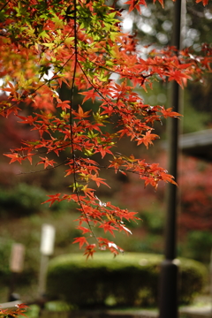 紅葉④