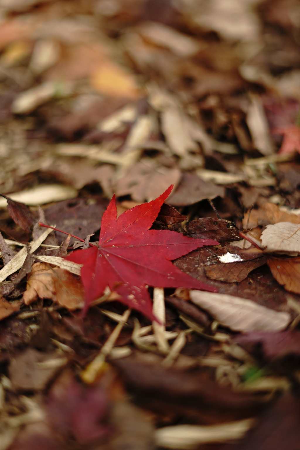 紅葉③