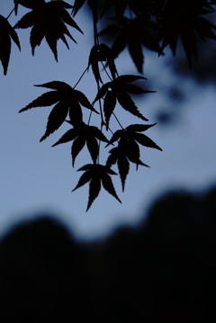 写真撮りに行く時間が遅すぎた～