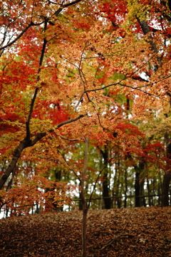 タイトル付けるの大変だから「紅葉①」