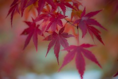 紅葉