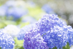 紫陽花
