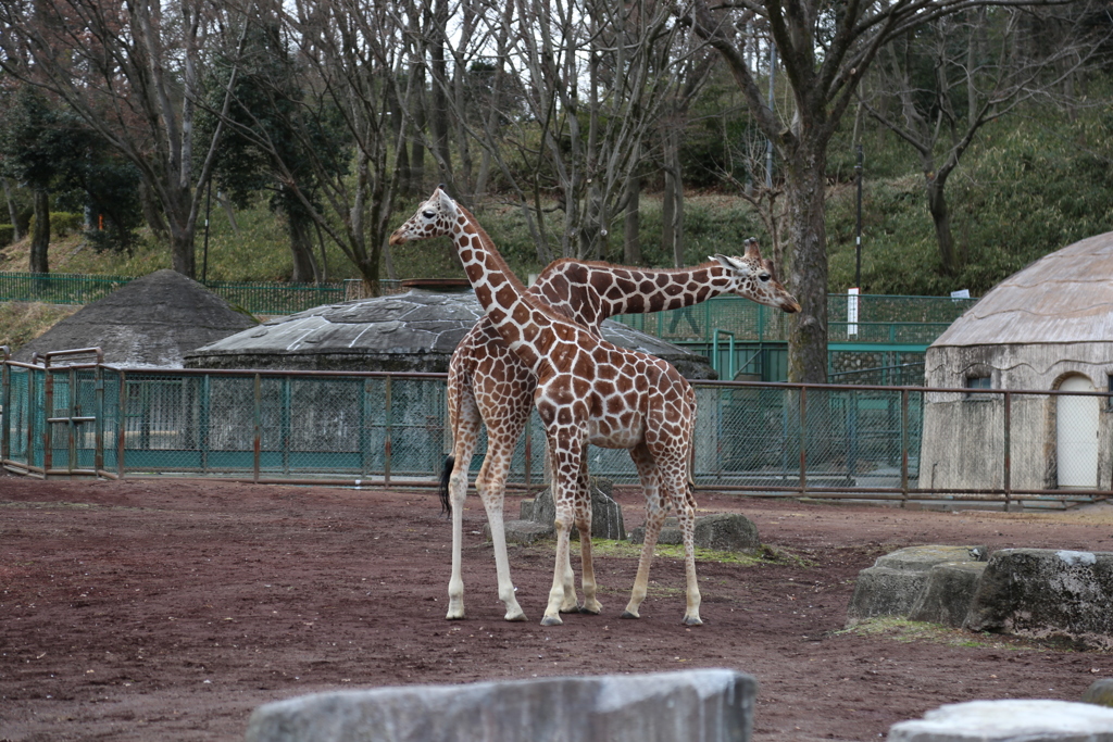 多摩動物公園その①