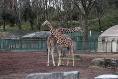 多摩動物公園その①