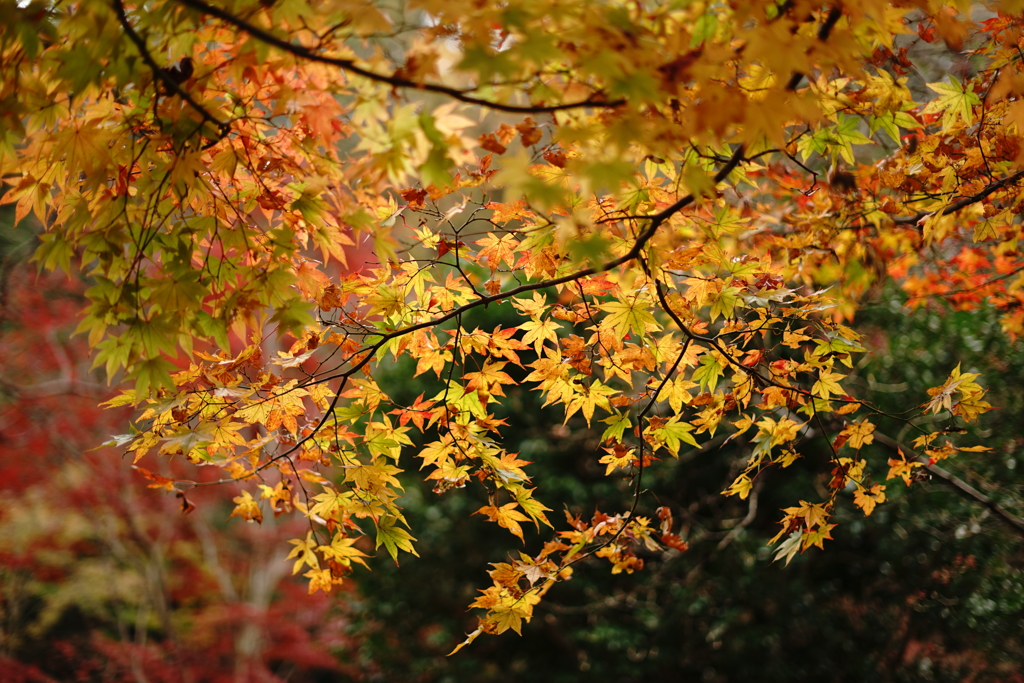紅葉②