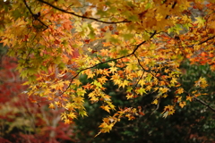 紅葉②