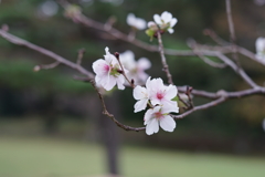冬桜
