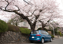桜と車