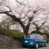桜と車