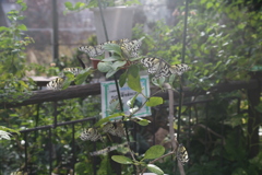 多摩動物公園その③