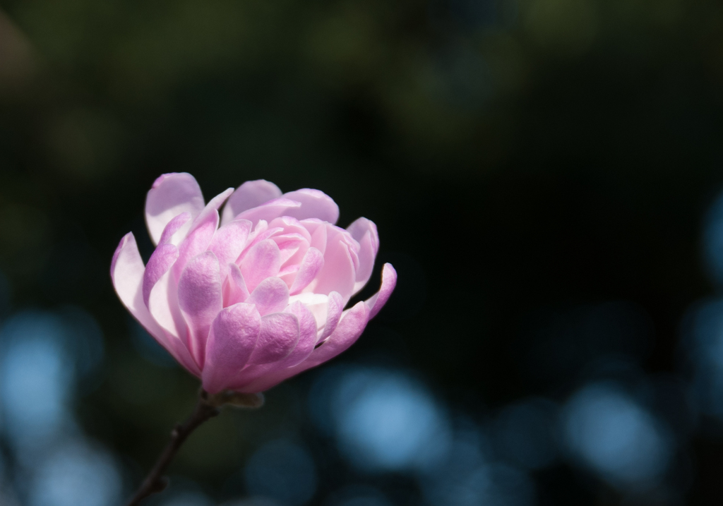 DSC_0701
