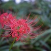 彼岸花