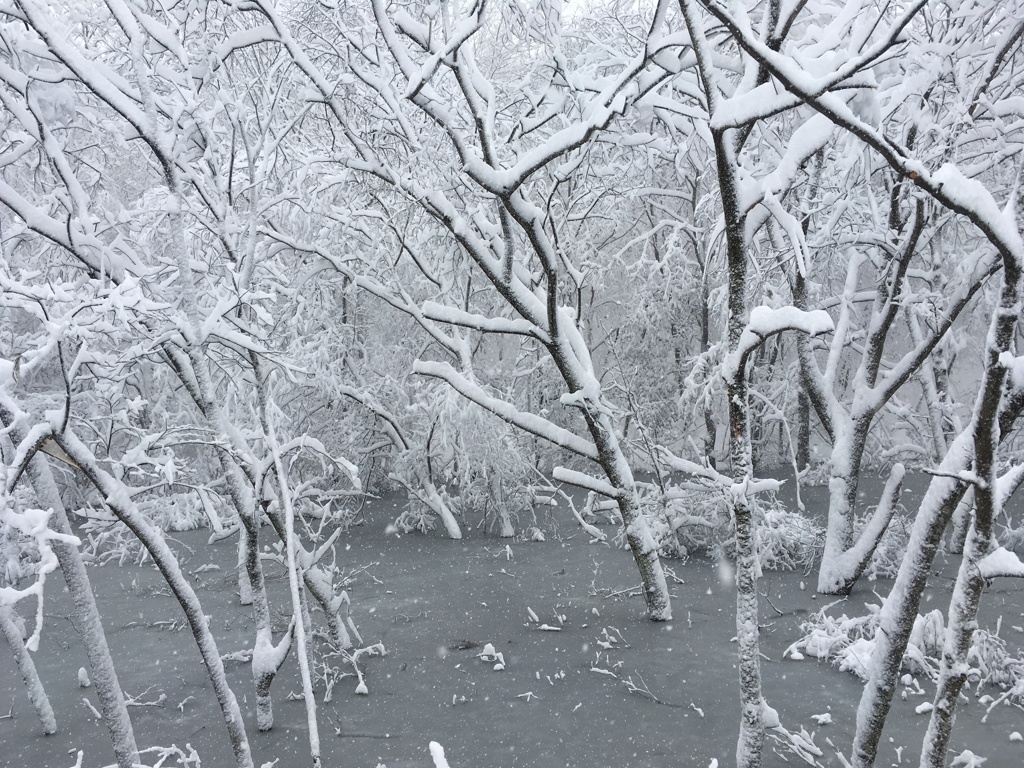 雪景色