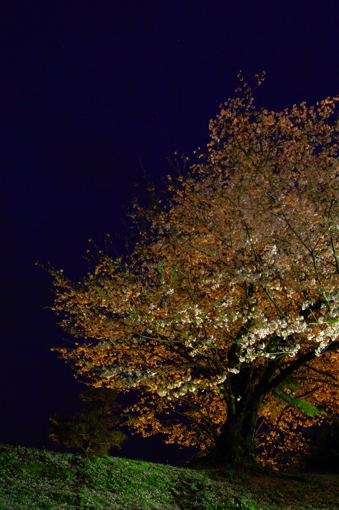 夜桜