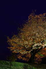 夜桜