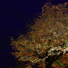 夜桜