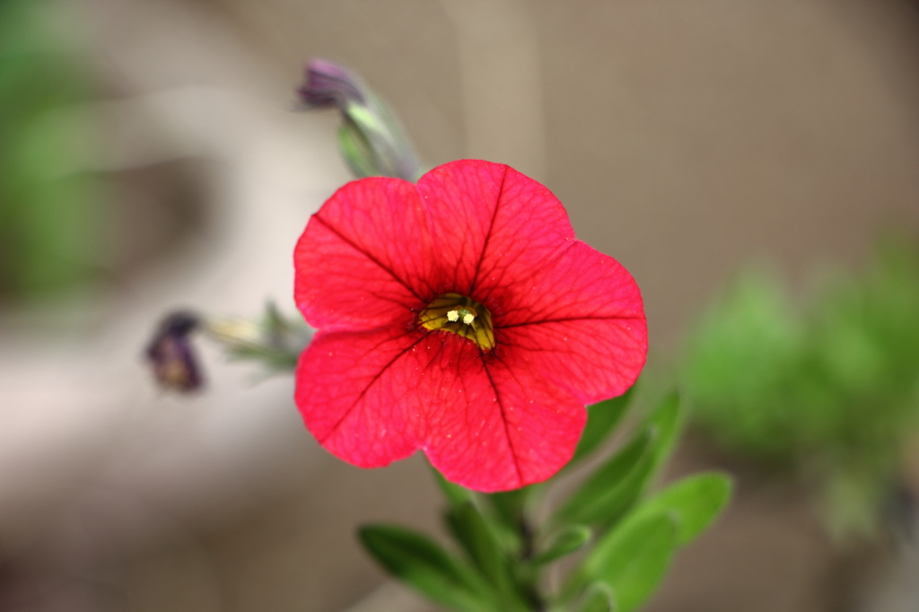 鉢植えの花