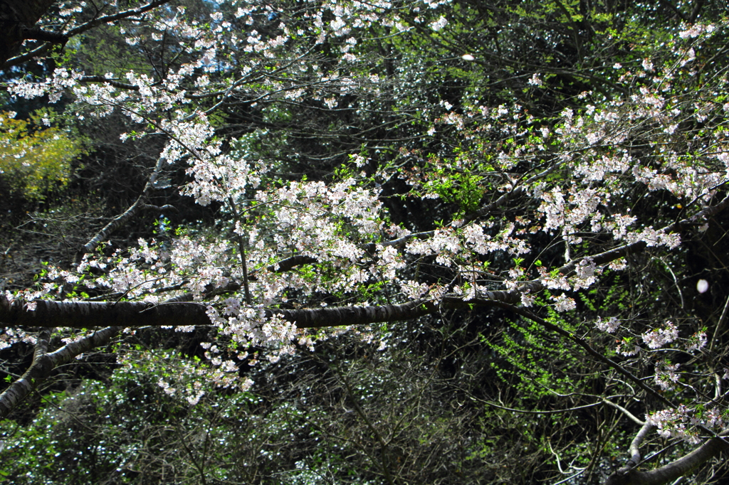 葉桜