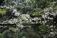 葉桜