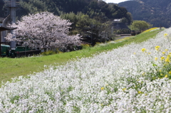 春ですね