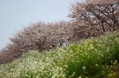 桜と菜の花