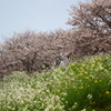 桜と菜の花