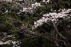 見頃を迎えましたね