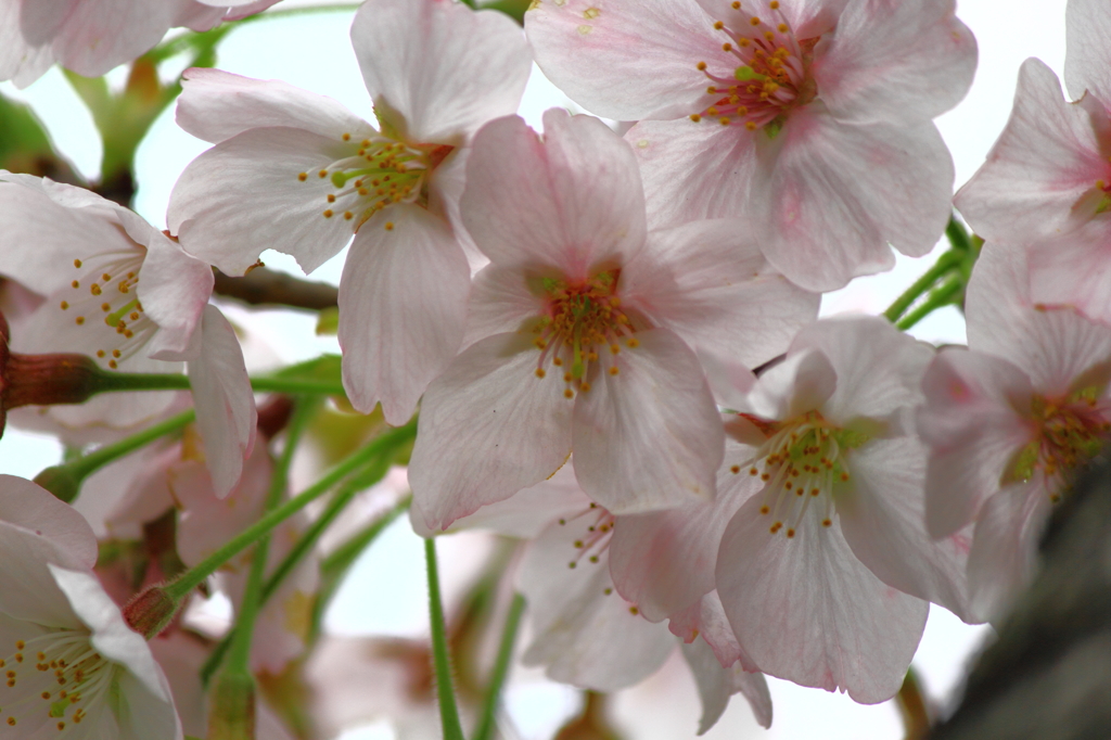 桜　クローズアップ