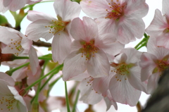 桜　クローズアップ