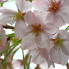 桜　クローズアップ