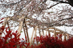 桜と鉄橋