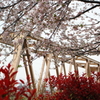 桜と鉄橋