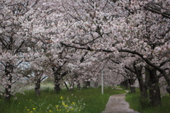さくら道