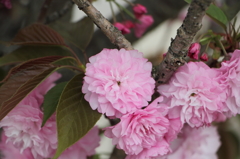 八重桜