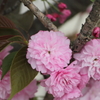 八重桜