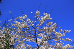 春空