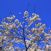 春空