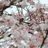 花摘み