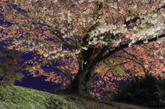 夜桜