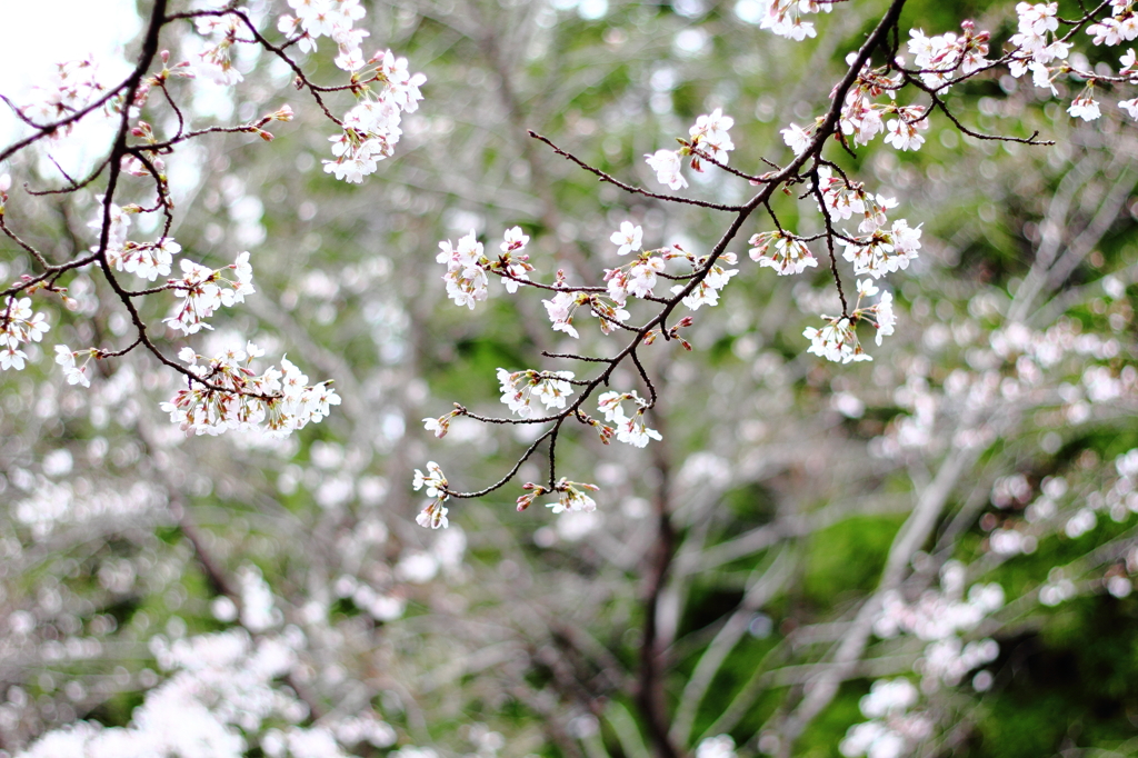桜前線を迎えに