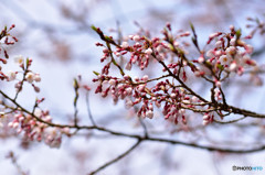 ひょうたん桜